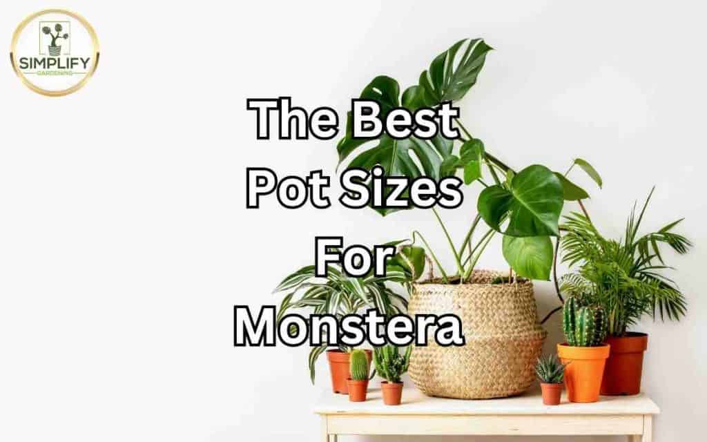 tauerii monstera Monstera tauerii – Green Folk Botany Shop