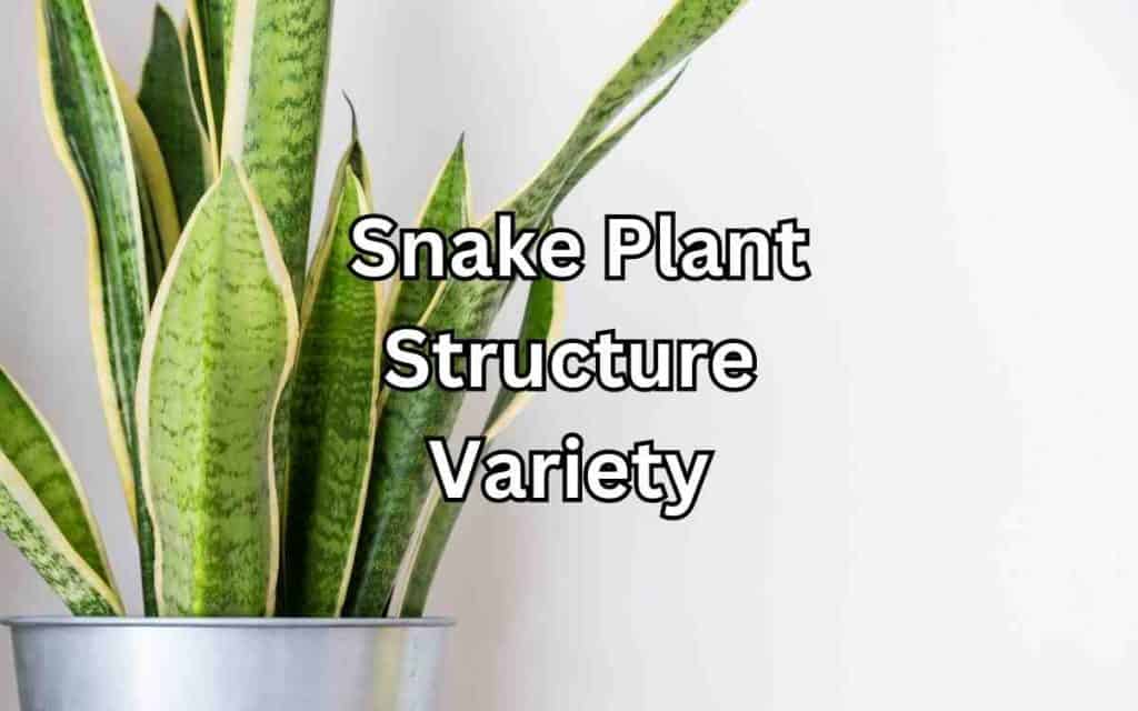 3 gallon zz plant ZZ Plant (Zamioculcas Zamiifolia) main image 1