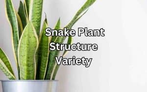 A stunning snake plant variety with a beautiful structure, considered one of the best snake plant varieties available.