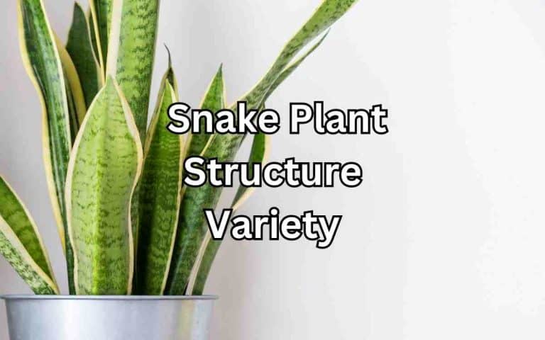 Best snake plant variety beautiful structure — practical houseplant care guidance from Tony O'Neill at simplifygardening.com