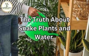 A snake plant with minimal watering, showcasing its ability to tolerate extended periods without water. Unveiling the truth about snake plant watering.
