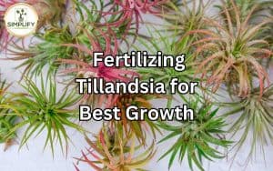 A hand holding a bottle of fertilizer, applying it to a Tillandsia plant for optimal growth and health.
