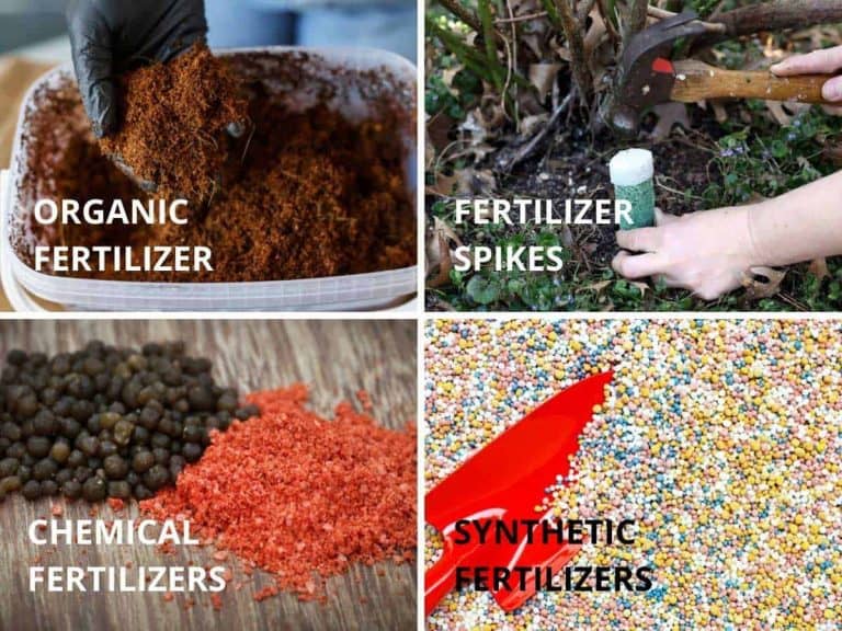 Fertilize Jade Plants For STUNNING Growth Simplify Gardening