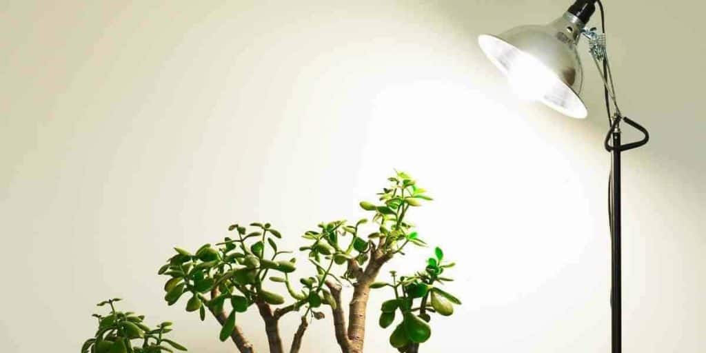 How Much Sunlight Do Jade Plants Really Need? Simplify Gardening