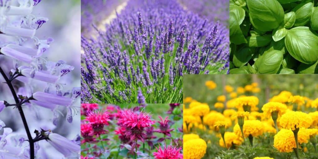 The Ultimate Guide to Snake Plants and Mosquitoes Simplify Gardening