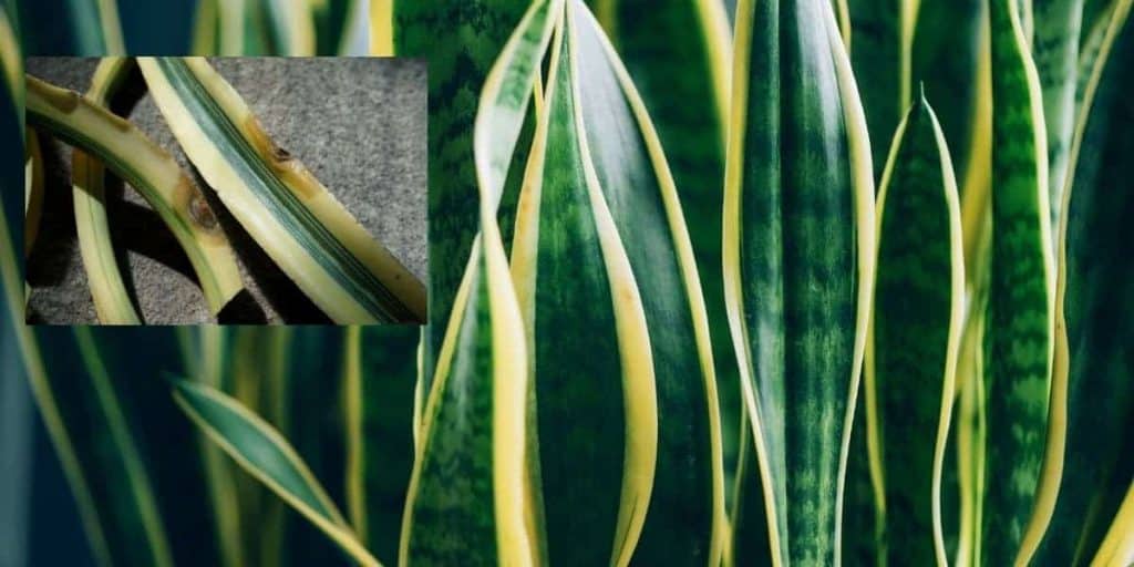 Do Snake Plants (Dracaena) Keep Bugs Away? Simplify Gardening