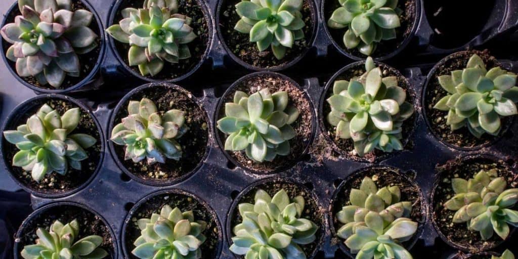 Jade Plants, Are They Poisoning You? Simplify Gardening