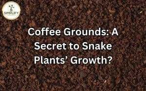 A close-up of a snake plant surrounded by coffee grounds. Exploring the connection between coffee grounds and snake plants' growth.