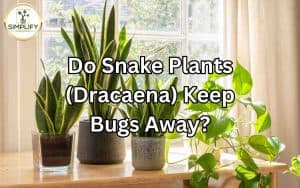 A close-up of a snake plant leaf with a ladybug crawling on it. Exploring the question, "Do Snake Plants Keep Bugs Away?"