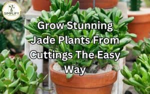 A visual representation of Jade plant cuttings placed in water for propagation, highlighting the topic of growing Jade plants from cuttings. Jade Plants from Cuttings: Easy and effective propagation method for stunning results.