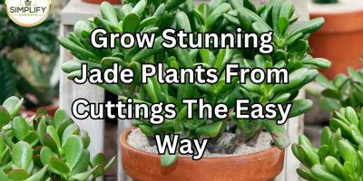 Jade Plant Soil For Stunning Growth (What You must Know) - Simplify ...