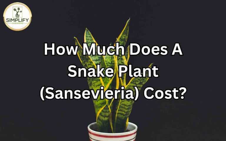 Much snake plant sansevieria cost — practical houseplant care guidance from Tony O'Neill at simplifygardening.com