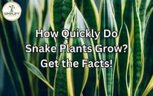 A series of images showcasing the growth stages of a snake plant. Unveiling the answer to the question, "How Quickly Do Snake Plants Grow?"