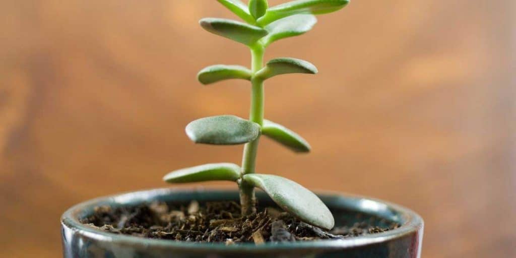 Grow Stunning Jade Plants From Cuttings The Easy Way Simplify Gardening