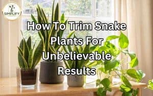 An image showcasing the process of trimming Snake Plants, highlighting the topic of trimming Snake Plants for best results. Trim Snake Plants: Achieve unbelievable results with proper trimming techniques.