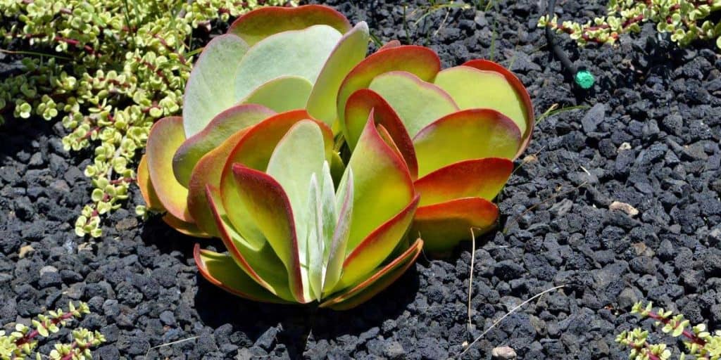 Grow Stunning Jade Plants From Cuttings The Easy Way Simplify Gardening