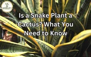 A comparison image of a snake plant and a cactus, highlighting their distinct features. Exploring the question, "Is a Snake Plant a Cactus?"