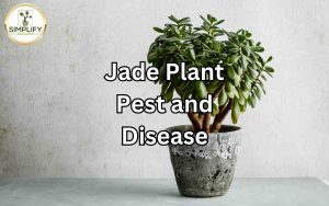 Close-up of a jade plant leaf with visible signs of pest infestation and disease. Learn how to protect your jade plant from pests and diseases.