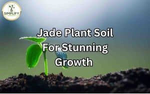 A visually appealing image of a healthy Jade Plant thriving in its soil, emphasizing the topic of Jade Plant soil. Jade Plant Soil: Essential considerations for stunning growth.