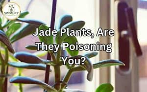 A jade plant on a table with caution sign symbolizing potential poisoning. Examining the question, "Are Jade Plants Poisoning You?"