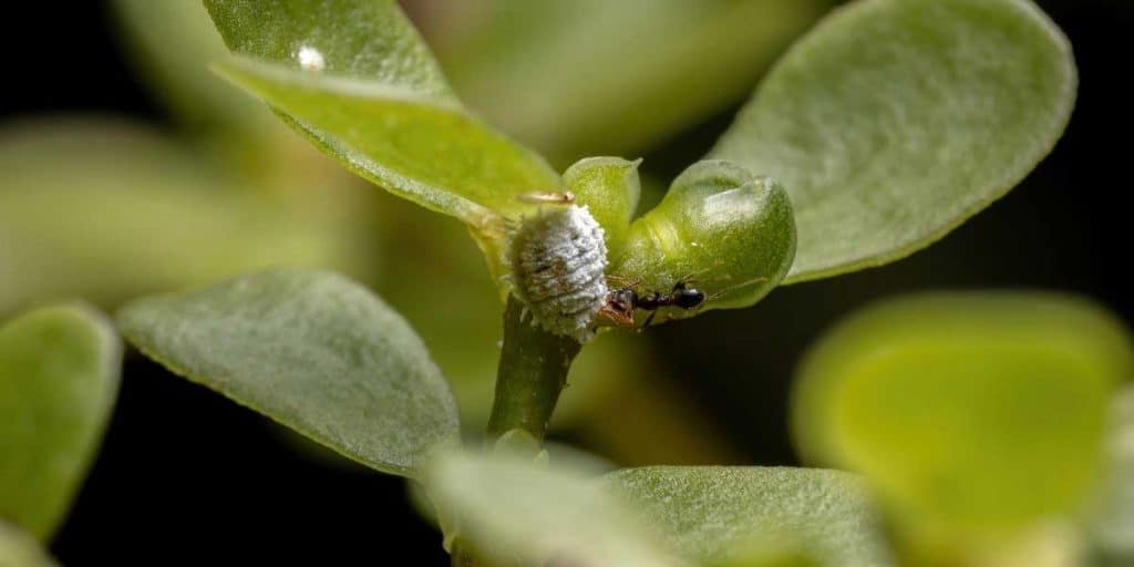 Jade Plant Pest and Disease. Keep it Beautiful - Simplify Gardening
