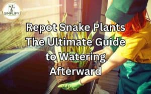 Hands holding a snake plant during repotting, showcasing the process of repotting snake plants.