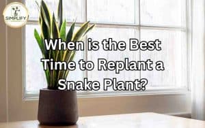 An image showcasing the process of replanting a Snake Plant, emphasizing the topic of the best time to replant. Replanting a Snake Plant: Discover the ideal timing for successful transplanting.