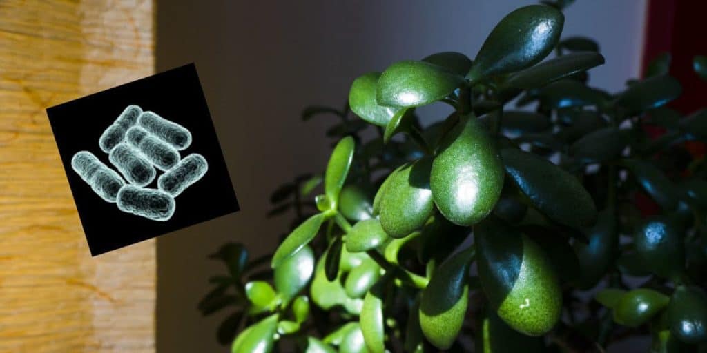 Do Jade Plants Purify The Air In Your Home? Simplify Gardening