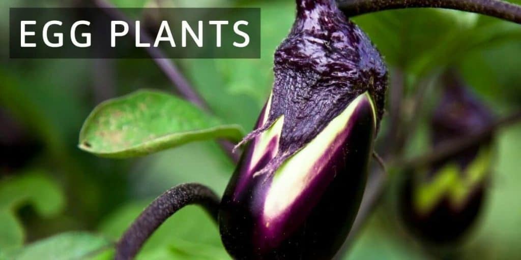 Growing Eggplants 10 Crazy Facts You Didn’t Know Simplify Gardening