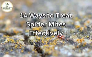 A magnified image of spider mites on a plant leaf, highlighting the need to treat spider mites effectively. Treat Spider Mites: 14 proven ways to eradicate these pests and restore plant health.