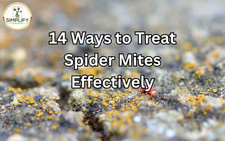 Ways treat spider mites effectively with care tips from Tony O'Neill's houseplant guides at simplifygardening.com