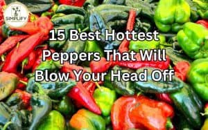 A collage image featuring 15 different varieties of extremely hot peppers, showcasing their vibrant colors and intense heat. Discover the best hottest peppers that pack a fiery punch.