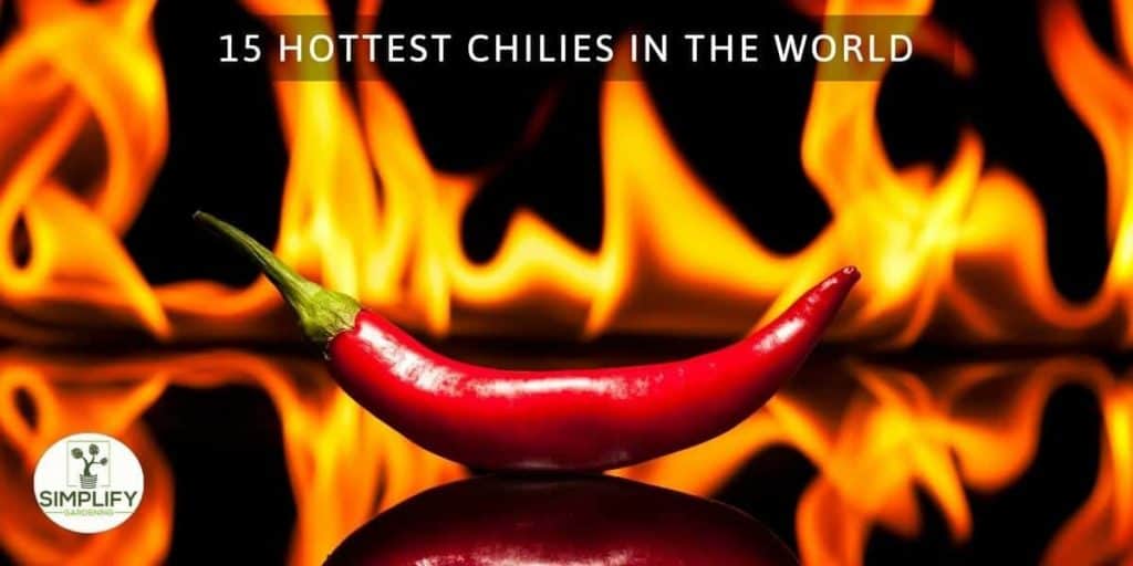 15 Best Hottest Peppers That Will Blow Your Head Off Simplify Gardening