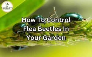A close-up image of flea beetles on a leaf, emphasizing the need to control flea beetles in your garden. Control Flea Beetles: Effective strategies to protect your plants.
