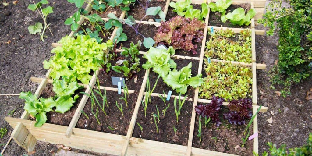 Reliable Vegetable Garden Cost According To You! Simplify Gardening