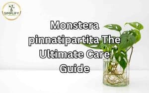 A captivating image showcasing the unique foliage of Monstera pinnatipartita, with its distinct fenestrations and lush green leaves. Monstera pinnatipartita Care: Essential tips for nurturing this extraordinary and rare plant.