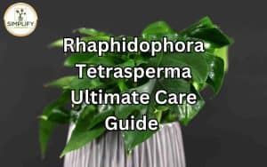 An image showcasing the lush and vibrant leaves of Rhaphidophora Tetrasperma, commonly known as Mini Monstera. Rhaphidophora Tetrasperma Care: Essential tips for nurturing this popular and unique plant.