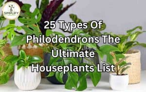 An assortment of different types of Philodendron plants showcasing their unique leaf shapes and patterns. Types Of Philodendrons.