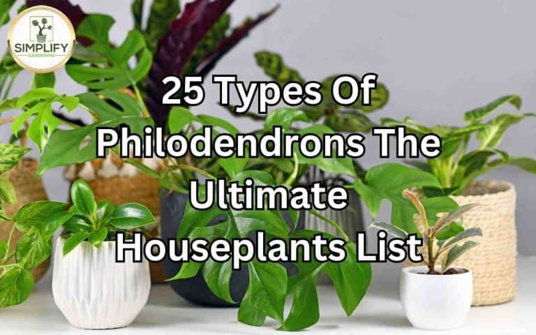 Types philodendrons ultimate houseplants list — practical growing guidance from Tony O'Neill at simplifygardening.com