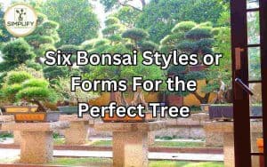 Different bonsai trees showcasing various bonsai styles or forms. Bonsai Styles or Forms.