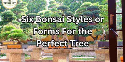 6 Bonsai Styles or Forms For the Perfect Tree