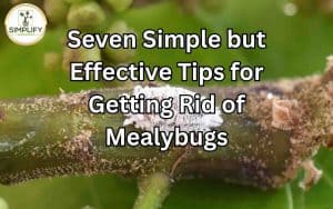 A close-up image of mealybugs on a houseplant leaf, showing their white cotton-like appearance. Effective tips for getting rid of mealy bugs and saving your plants.