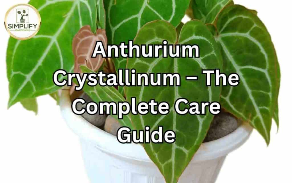 Anthurium Crystallinum - The Complete Care Guide - Simplify Gardening