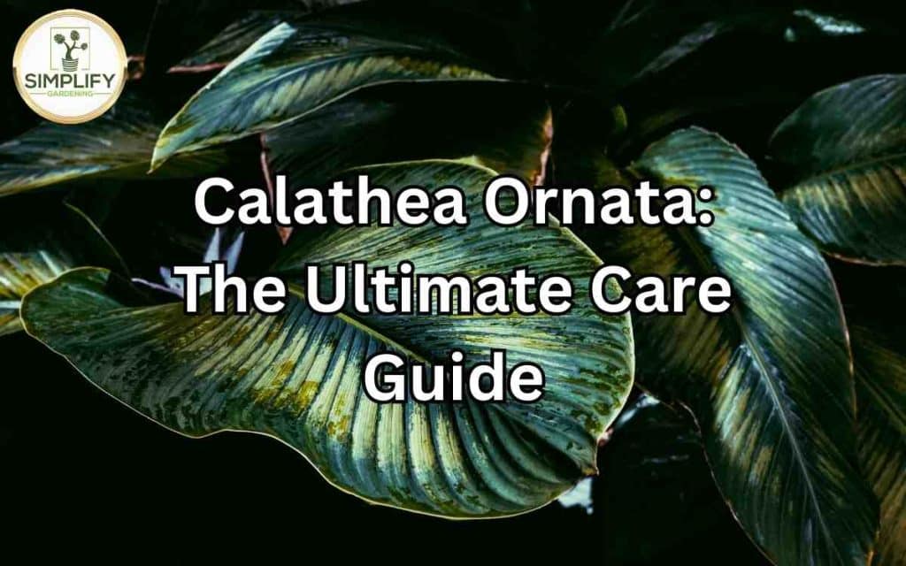 Calathea Ornata: The Ultimate Care Guide - Simplify Gardening