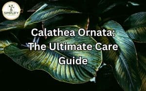 Close-up of Calathea Ornata leaves, showcasing their striking patterns.