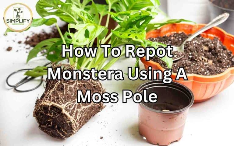Houseplant showing repot monstera using moss pole — growing and care advice at simplifygardening.com
