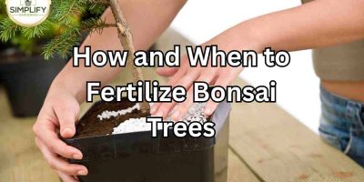 How and When to Fertilize Bonsai Trees