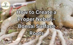 Close-up of bonsai tree's nebari, showcasing well-developed surface roots.
