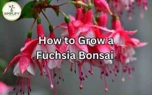 A vibrant Fuchsia Bonsai tree in full bloom, showcasing its colorful flowers and delicate foliage. How to Grow a Fuchsia Bonsai.