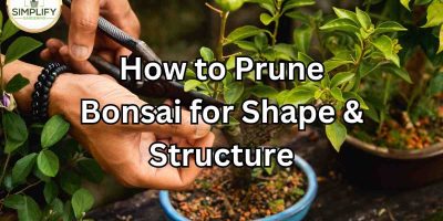 How to Prune Bonsai for Shape & Structure